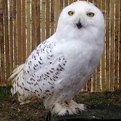 Snowy Owl